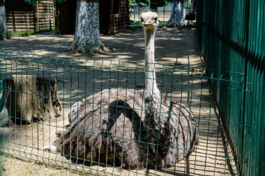 Metalik bir çitin arkasında büyük bir devekuşu kuşu
