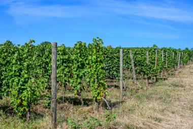 Güneşli bir sonbahar gününde üzüm bağlarında birçok olgun organik üzüm ve yeşil yapraklı büyük bitkilerle dolu bir sıra.