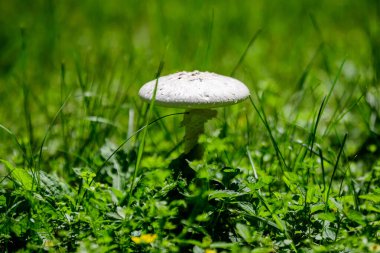 Bir beyaz Agaricus mantarına yaklaş ve güneşli bir yaz gününde, ormandaki yeşil çimenleri bulanıklaştır.