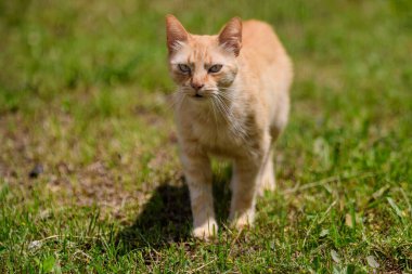 Bir sarı turuncu sokak kedisi Bulanık arka planda yeşil çimenler