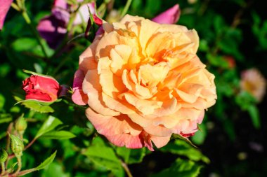 Arkaplanda bulanık yeşil yapraklar ile, doğrudan güneş ışığı altında, bir yaz bahçesinde çiçek açan büyük ve narin bir portakal gülüne yaklaş