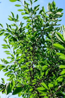 Güneşli bir yaz gününde, bahçedeki bir ağaç bahçesinde birçok küçük kırmızı ekşi kiraz ve yeşil yapraklar, açık hava arka planında yumuşak bir odak ile çekilmiş güzel bir manzara.