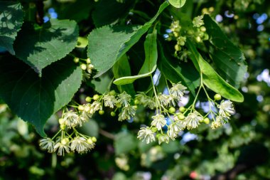 Birçok küçük ıhlamur yaprakları ağaç dallarında güneşli bir bahar gününde eski bir bahçede.