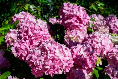 Magenta pembe ortanca macrophylla ya da çiçek saksısında çiçek açan hortensiya çalısı, arka planda güneşli bir yaz gününde, bir bahçede taze yeşil yapraklar var.