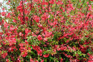 Japon ayva kuşu olarak da bilinen Chaenomeles Japon ayva çiçeğini, güneşli bir bahar bahçesindeki Maule ayvasını, güzel Japon çiçeklerinin çiçek arkaplanını, sakura 'yı kapatın.