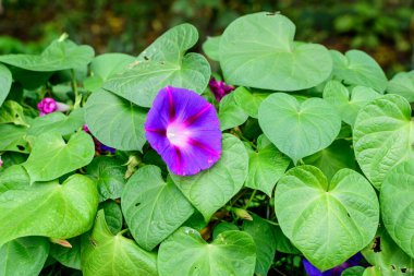 Güneşli bir yaz bahçesinde, bahçesinde, narin mavi ve mor bir sabah çiçeği, açık hava çiçekli arka planda, yumuşak bir odak ile fotoğraflanmış.