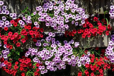 Büyük bir grup canlı kırmızı, mor ve beyaz Petunia axillaris çiçekleri ve yeşil yapraklar güneşli bir yaz gününde bir saksıda