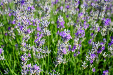 Güneşli bir yaz gününde bahçede bir sürü küçük mavi lavanta çiçeği seçici bir odak ve güzel bir açık hava çiçeğiyle fotoğraflandı.