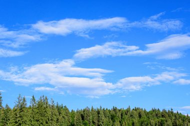 Birçok büyük yeşil ağaç ve köknar ağaçları ile manzara dağlarda bir orman, güneşli bir yaz günü, güzel bir açık hava tek renkli arka plan