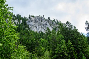 Romanya 'nın Bucegi Dağları' ndan (Muntii Bucegi) gelen doğal parktaki Zanoagei Gorges (Cheile Zanoagei) manzarası, güneşli bir yaz gününde beyaz bulutlarla dolu