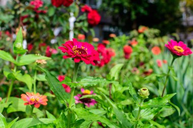 Bir çok güzel kırmızı ve pembe zinnia çiçekleri, bulanık yeşil arka planda tamamen çiçek açmış, güneşli bir yaz gününde bir bahçede yumuşak bir odak ile fotoğraflanmış.