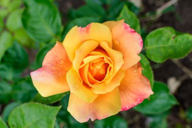 Güneşli bir yaz gününde, bahçedeki yeşil yapraklar ve çiçek arkaplanındaki narin, canlı bir turuncu gül yumuşak bir odak noktasıyla fotoğraflandı.