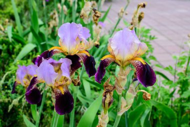 Güneşli bir bahar bahçesinde, büyük, narin bir mor iris çiçeğine yakın, güzel bir açık hava çiçek arkaplanı, yumuşak odak ile fotoğraflanmış.