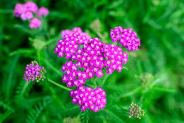 Achillea Millefolium bitkisinin güzel pembe morumsu çiçeklerine yakın bir yerde, güneşli bir yaz gününde bahçedeki kiraz kuşu olarak bilinir.