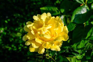 Büyük ve narin sarı bir turuncu gül kapalı bir yaz bahçesinde çiçek, doğrudan güneş ışığı, arka planda bulanık yeşil yapraklar