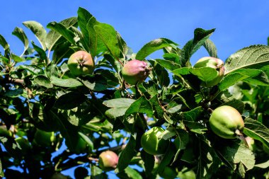 Canlı taze yeşil elmalar ve yapraklar güneşli bir yaz gününde büyük eski bir meyve bahçesinde dalların üzerinde.