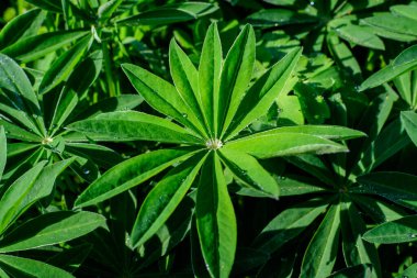 Lupinus 'un yeşil yapraklarına yakın, genellikle lupin ya da lupin olarak bilinir, tam çiçeklenme ve yeşil çimlerde güneşli bir bahar bahçesinde, güzel açık hava çiçekli arka planda yumuşak odaklı fotoğraflanmış.