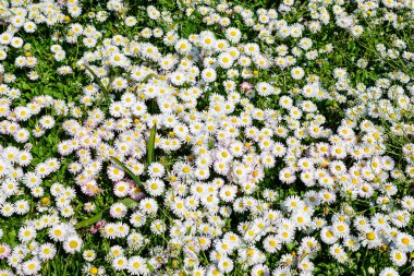 Narin beyaz ve pembe papatyalar ya da doğrudan güneş ışığında Bellis Perennis çiçekleri güneşli bir bahar bahçesinde seçici bir odak ile çekilmiş güzel bir açık hava çiçekli arka plan.