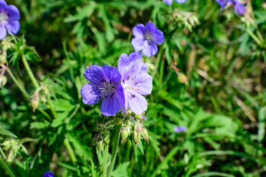 Geranium pratense narin açık mavi çiçekler, genellikle çayır turna gagası ya da çayır sardunyası olarak bilinir, güneşli bir yaz gününde bir bahçede, güzel bir açık hava çiçekli arka planda.