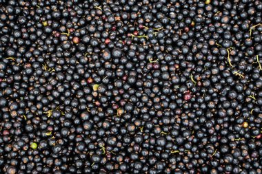 Geniş organik yetişmiş Blackcurrant hasadı ya da bir sepetin içinde satılığa çıkarılmış meyvalar. Sağlıklı gıdaların güzel tek renkli arka planı.