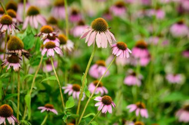 Canlı pembe, narin, narin ekinezya çiçekleri güneşli bir yaz gününde bir bahçede yumuşak odak noktasında.