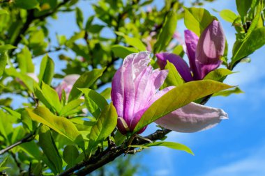 Güneşli bir bahar gününde, bahçedeki bir dalda tam çiçek açmış, narin bir manolya çiçeği, güzel bir açık hava çiçekli arka plan, yumuşak bir odak ile fotoğraflanmış.