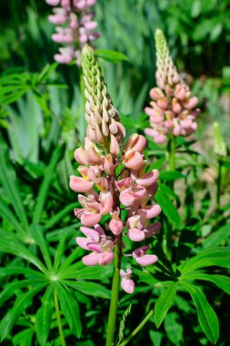 Lupinus 'un pembe çiçeklerine yakın, lupin ya da lupin olarak bilinir, tam çiçeklenme ve yeşil çimlerde güneşli bir bahar bahçesinde, güzel açık hava çiçekli arka planda yumuşak odak ile fotoğraflanmış.