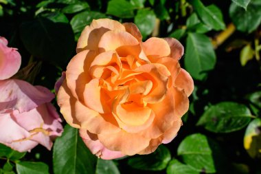 Bir yaz bahçesinde çiçek açan büyük ve narin sarı turuncu güllere yaklaş, doğrudan güneş ışığında, arka planda bulanık yeşil yapraklarla.