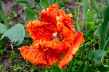 Güneşli bir baharda çiçek açmış canlı turuncu bir lale, güzel bir açık hava çiçekli arka plan seçici bir odak ile fotoğraflanmış.