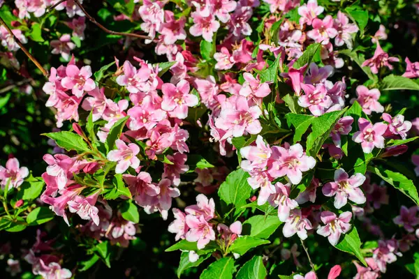 Canlı pembe ve beyaz Weigela Florida bitkisine yakın güneşli bir bahar gününde bahçesinde çiçeklerle dolu, güzel bir açık hava çiçekli arka planda yumuşak bir odak ile fotoğraflanmış.