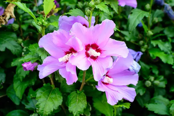 Cornus kousa ağacının pembe narin çiçekleri, genel olarak ousa, kousa, Çin, Kore ve Japon köpek odunları olarak bilinir, ve güneşli bir bahar gününde bahçedeki yeşil yapraklar, güzel bir açık hava çiçek arkaplanı.