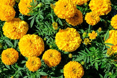 Büyük bir turuncu taçkafalar grubu ya da güneşli bir yaz bahçesindeki bahçedeki Afrika kadife çiçekleri. Yumuşak odaklı desenli çiçek arkaplanı.