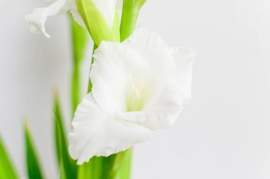Narin beyaz Gladiolus çiçekleri bir odanın içinde büyüyen bir duvarın yanında seçici bir odak noktasıyla çekilmiş çiçek arkaplanı.