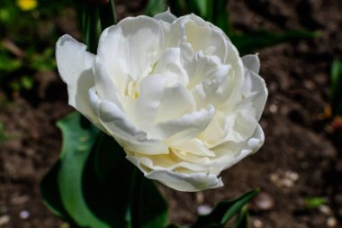 Güneşli bir bahar bahçesinde çiçek açan büyük, narin, çift çiçekli beyaz lalenin kapanışı. Açık hava çiçekli güzel bir arka plan. Yumuşak odak ile fotoğraflanmış.