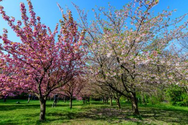 Romanya 'nın Bükreş kentindeki Kral I. Michael Parkı' ndan (eski Herastrau) Japon Bahçesi 'nde çiçek açmış bir sürü pembe çiçekli büyük kiraz ağaçları, bulutlu bir bahar gününde, sakura