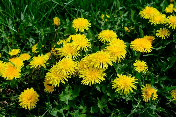 Pek çok canlı sarı karahindiba ya da Taraxacum çiçeklerini bir bahar bahçesinde kapayın ve arka planda mavi yeşil yapraklar