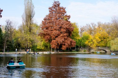 Bucharest, Romania, 6 November 2021: Vivid green landscape with old large linden trees and green leaves near the lake in Cismigiu Garden (Gradina Cismigiu), in the city center, in a sunny autumn day