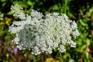 Anthriscus Sylvestris 'in pek çok narin beyaz çiçeği, sık sık inek gagalı maydanoz, ormandaki yabani kiraz veya keck olarak da bilinir.