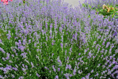 Güneşli bir yaz gününde bahçede bir sürü küçük mavi lavanta çiçeği seçici bir odak ve güzel bir açık hava çiçeğiyle fotoğraflandı.