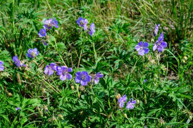 Geranium pratense narin açık mavi çiçekler, genellikle çayır turna gagası ya da çayır sardunyası olarak bilinir, güneşli bir yaz gününde bir bahçede, güzel bir açık hava çiçekli arka planda.