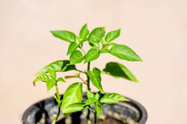 Güneşli bir yaz gününde, yeşil yapraklı bir çan biberi bitkisinin kapağını kapatın. Güneşli bir yaz gününde, tek renkli güzel bir arka plan seçici bir odak noktasıyla fotoğraflanmış.