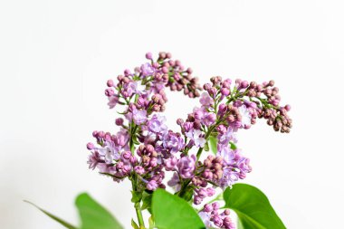 Bir odadaki beyaz bir duvarın önünde, çiçekli arka planda yumuşak bir odak ile çekilmiş bir grup taze mavi şırınga vulgarisi (leylak veya leylak).