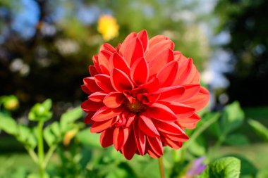 Bulanık yeşil arka planda tam çiçeklenmiş, güneşli bir yaz gününde, yumuşak bir odak ile çekilmiş, güzel, canlı bir kırmızı yıldız çiçeği.