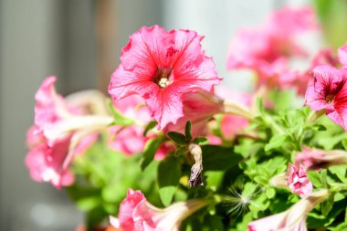 Büyük bir Petunia axillaris grubu, güneşli bir bahar gününde bahçenin arka planında bulanık bir kapta açık pembe çiçekler.