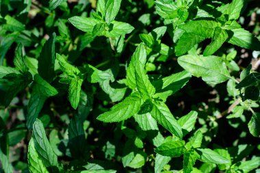 Taze yeşil nane ya da mentha, aynı zamanda Mentha balsamea yaprakları olarak da bilinir. Güneşli bir yaz gününde, organik kentsel bitki bahçesinde.