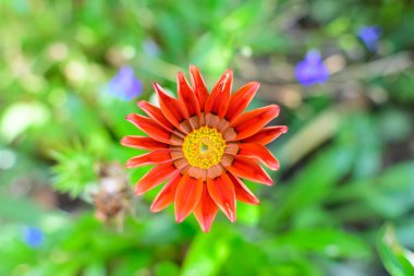Pek çok canlı kırmızı gazania çiçeğinin ve yumuşak odak noktasında bulanık yeşil yaprakların üst görüntüsü güneşli bir yaz gününde bir bahçede, güzel bir açık hava çiçekli arka planda.