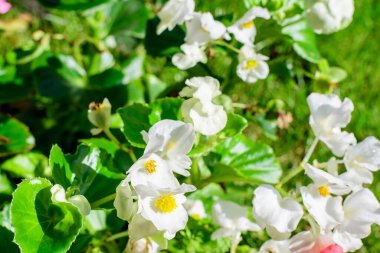 Güneşli bir yaz gününde, bahçesinde taze yeşil yaprakları olan küçük, narin begonya çiçeklerini kapatın. Begoniaceae ailesinde uzun ömürlü çiçek açan bitkiler, canlı çiçek arkaplanı.