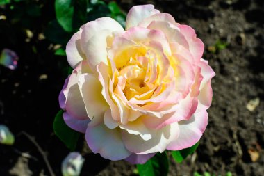 Güneşli bir yaz gününde, bahçedeki yeşil yapraklar ve çiçeklerle süslenmiş büyük, narin, pembe ve sarı bir gülü kapatın.