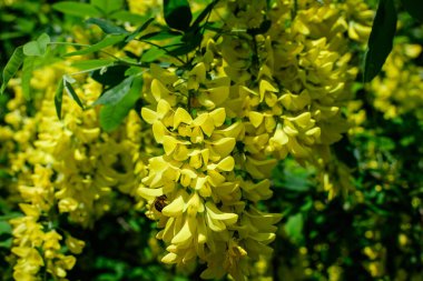 Laburnum anagyroides tomurcukları, laburum, altın zincir ya da altın yağmurlu ağaç, güneşli bir bahar bahçesinde tam çiçek, güzel bir açık hava çiçekli arka plan