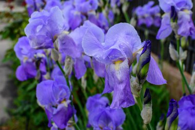 Mavi süsen çiçeklerini yakın çekim, güneşli bir bahar bahçesinde, güzel bir açık hava çiçekli arka plan, yumuşak bir odak ile çekilmiş.